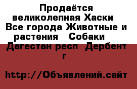 Продаётся великолепная Хаски - Все города Животные и растения » Собаки   . Дагестан респ.,Дербент г.